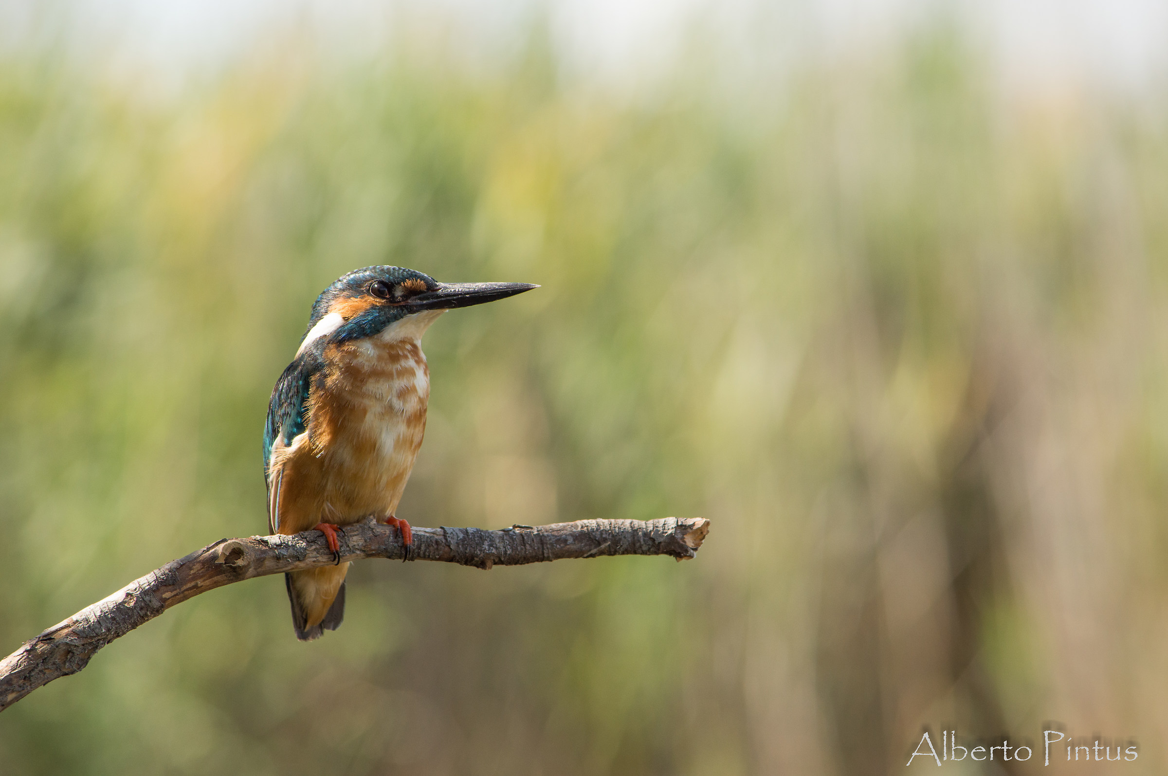 Martin pescatore ( Alcedo Atthis)