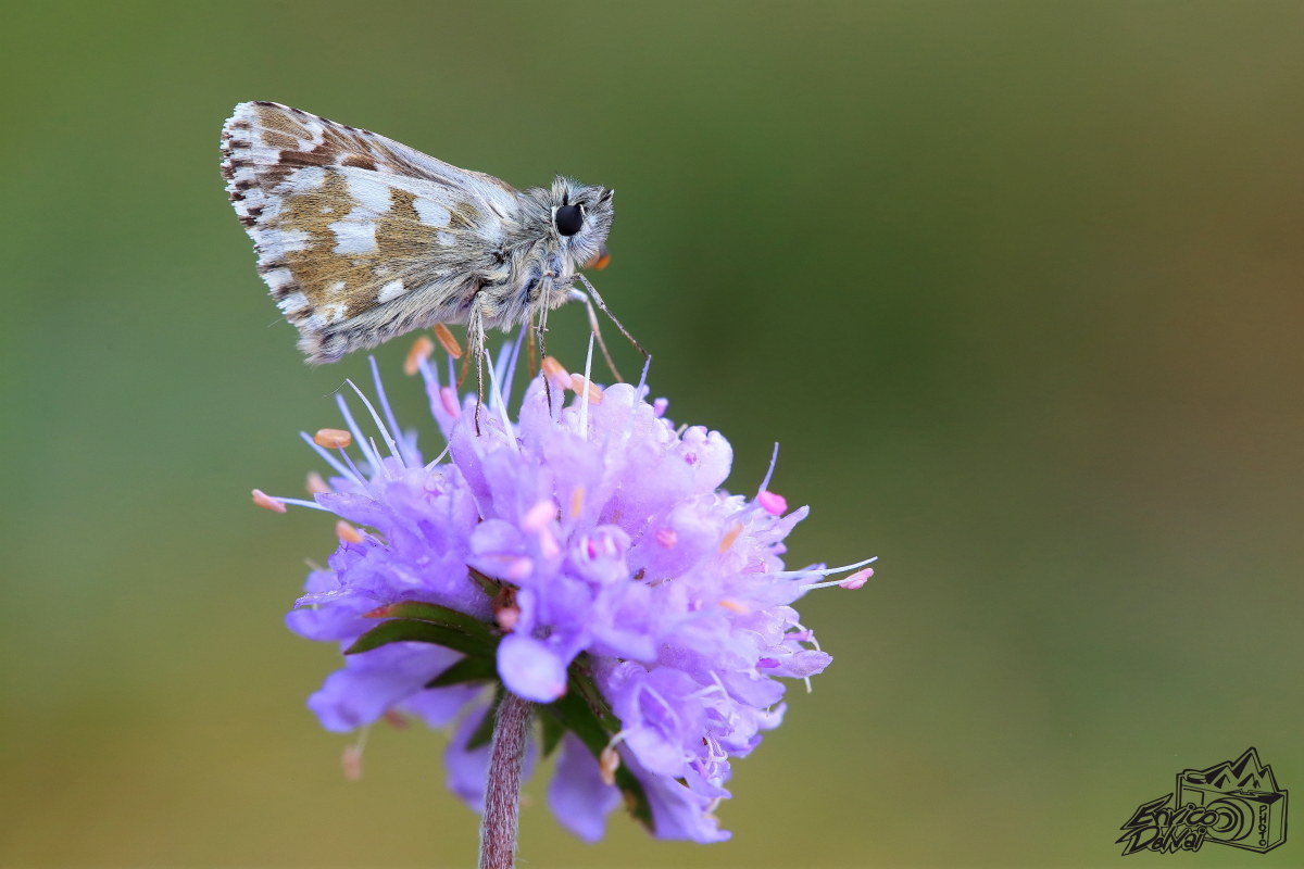 Nel prato sul fiore....Poesia alata.