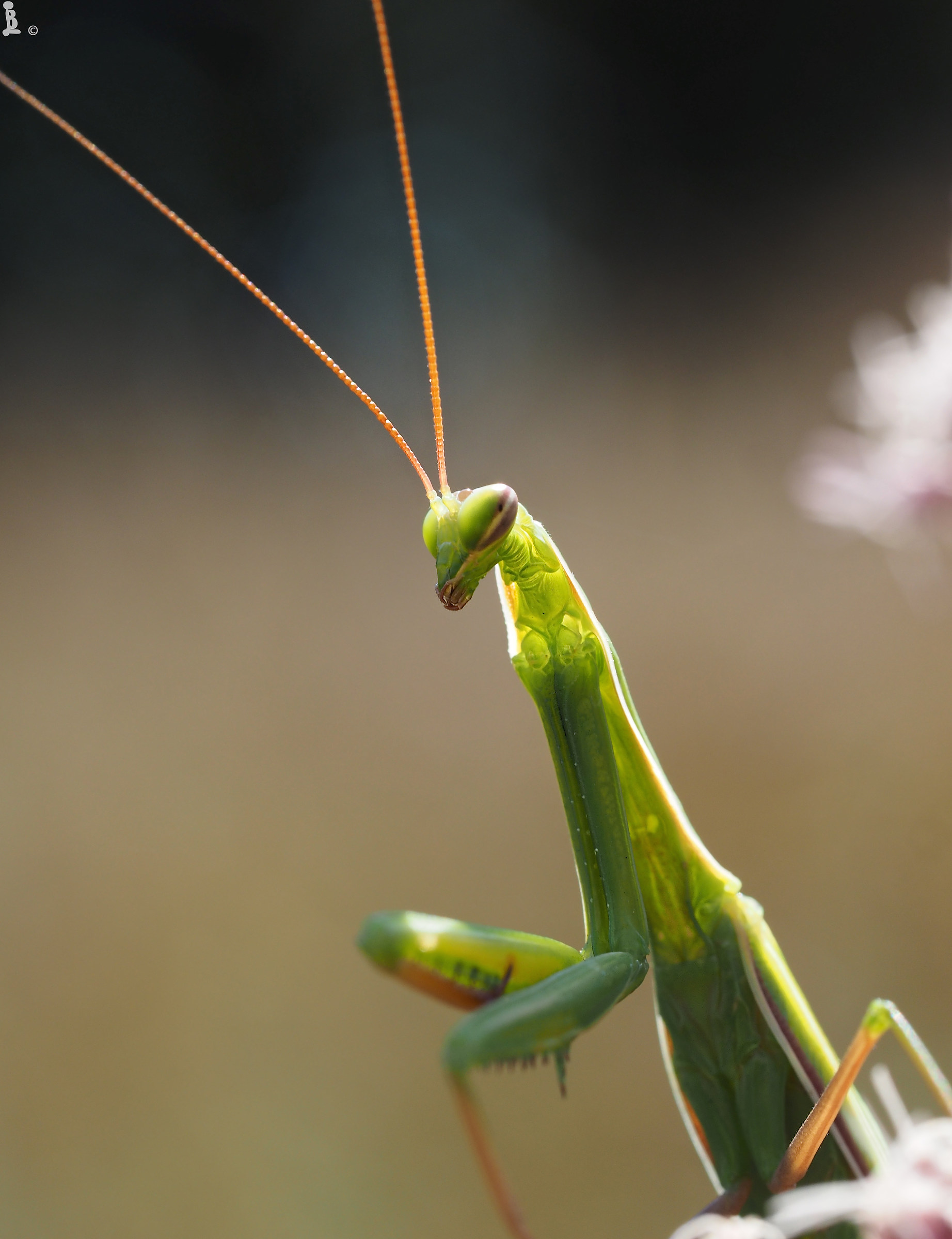 Mantide in controluce