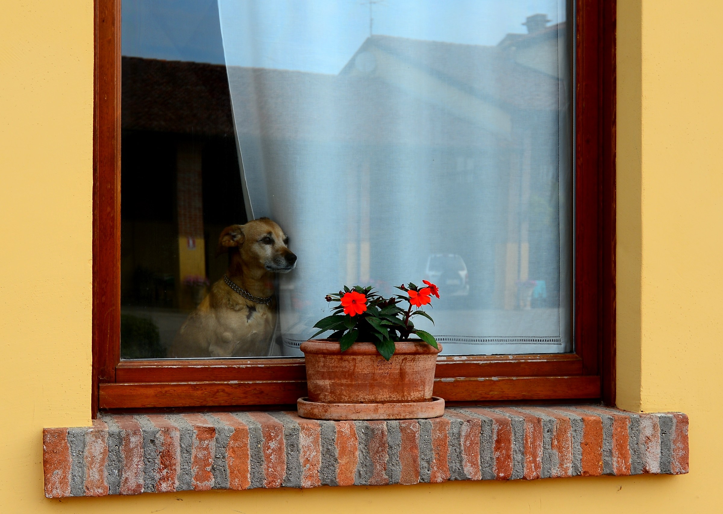 la finestra sul cortile