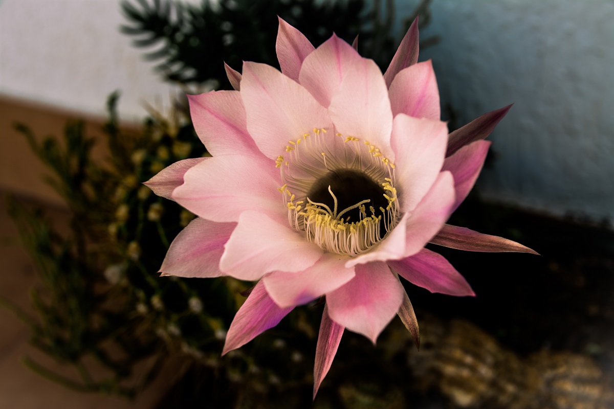 ...ohh sto fior di ca...ctus