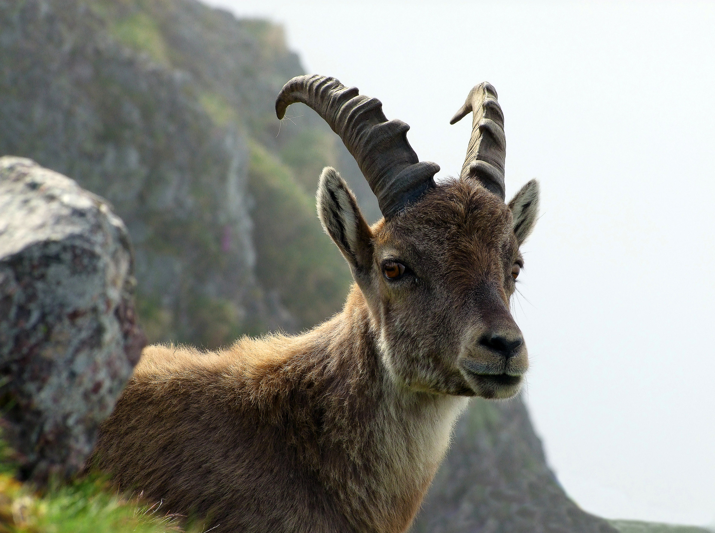 Stambecco delle Orobie