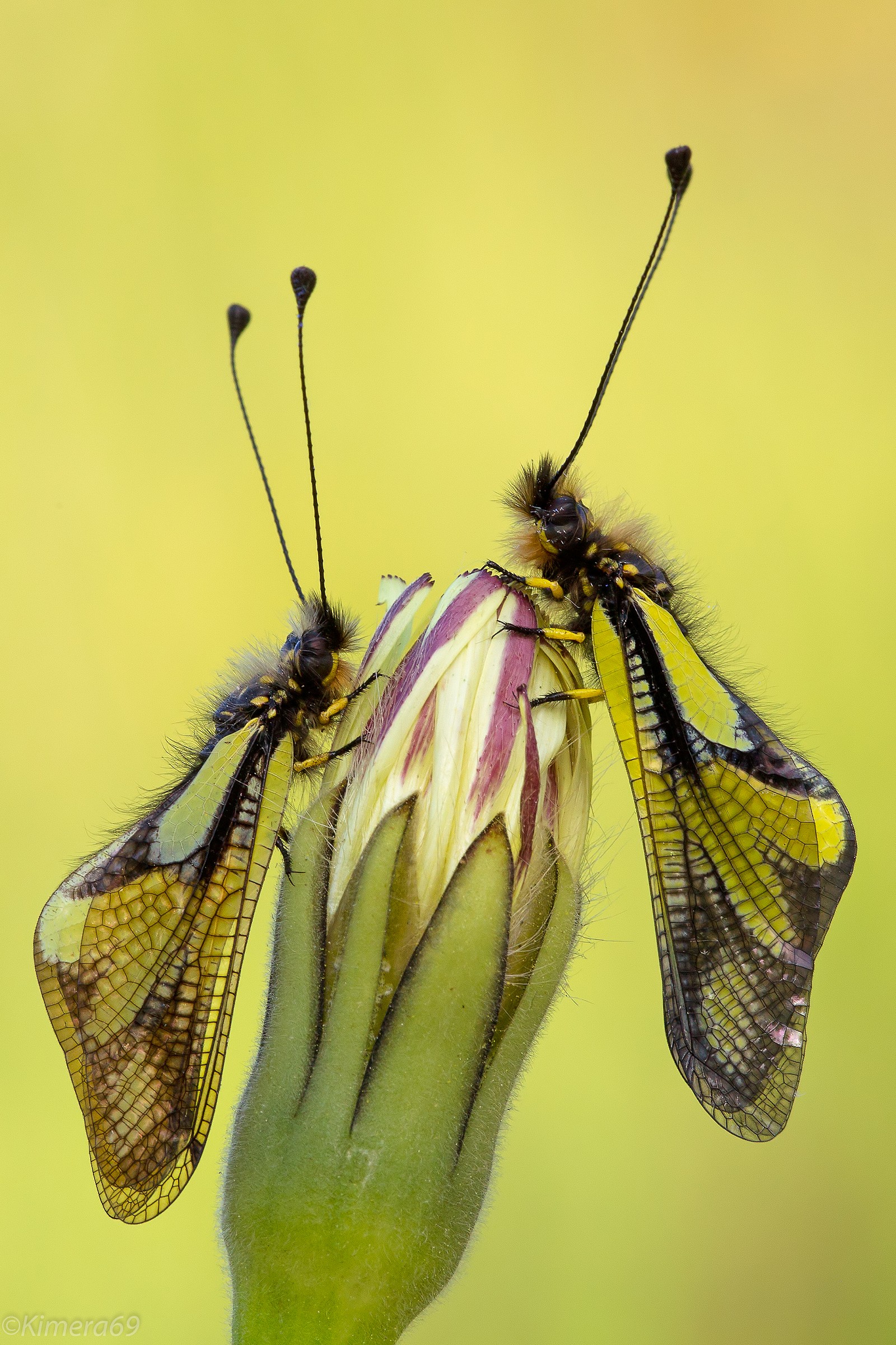 Libelloides coccajus