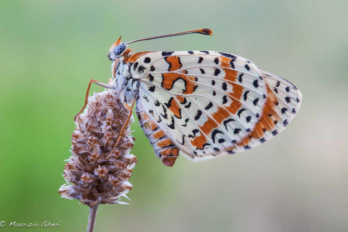 Melitaea