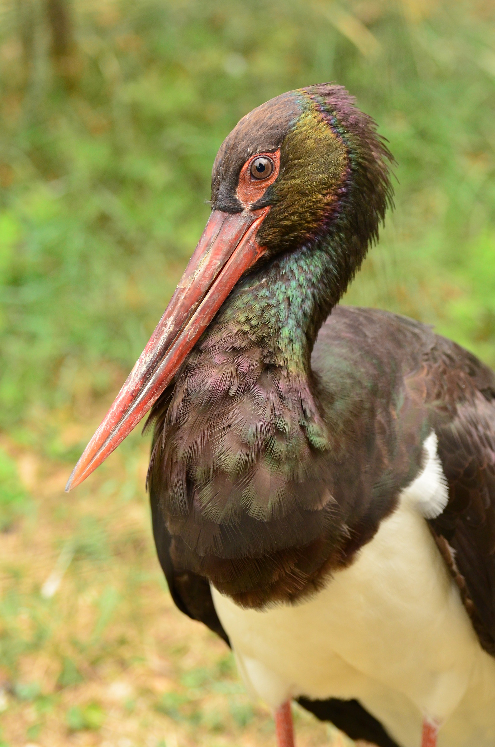 Black Stork