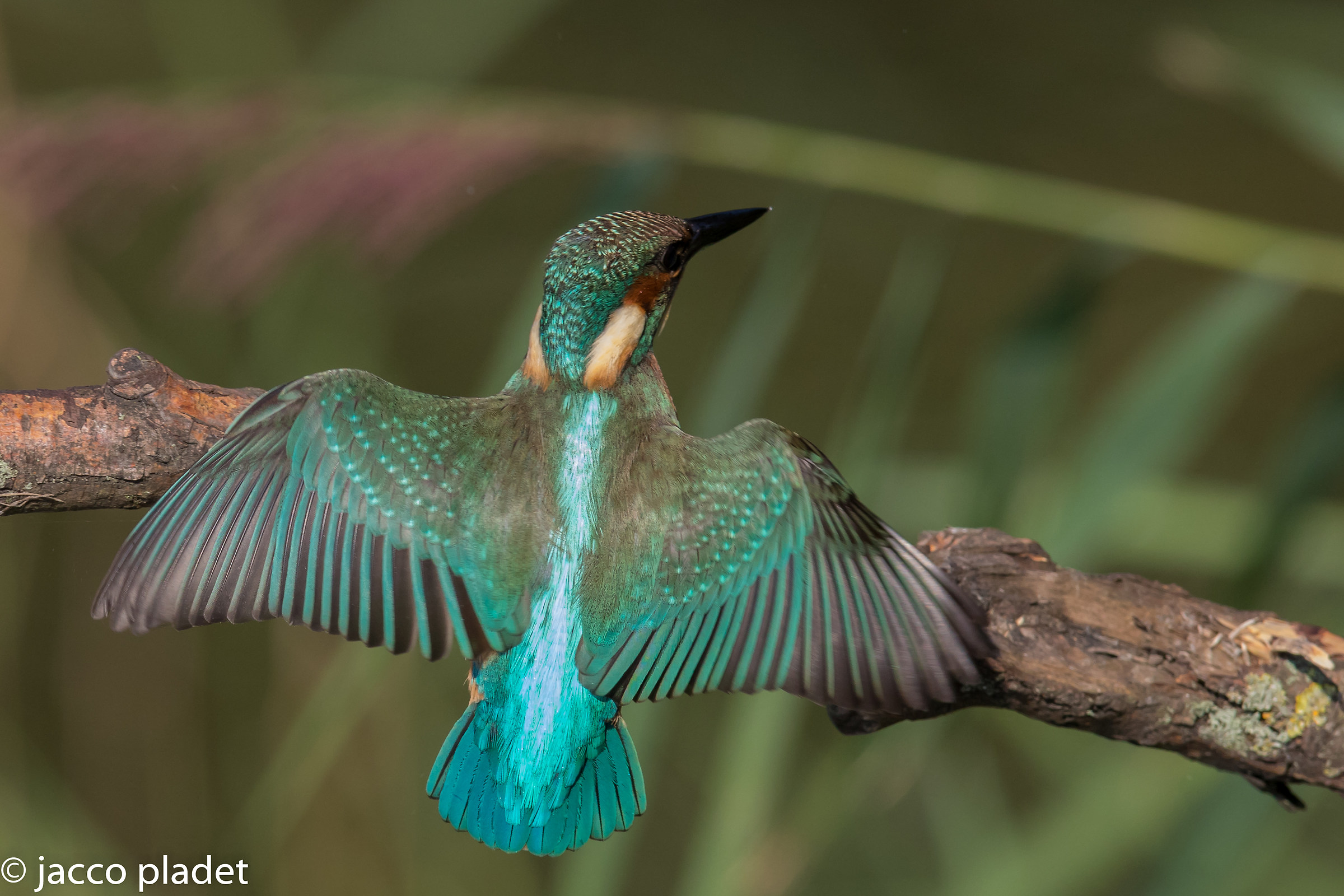 diffondere le ali e volare via