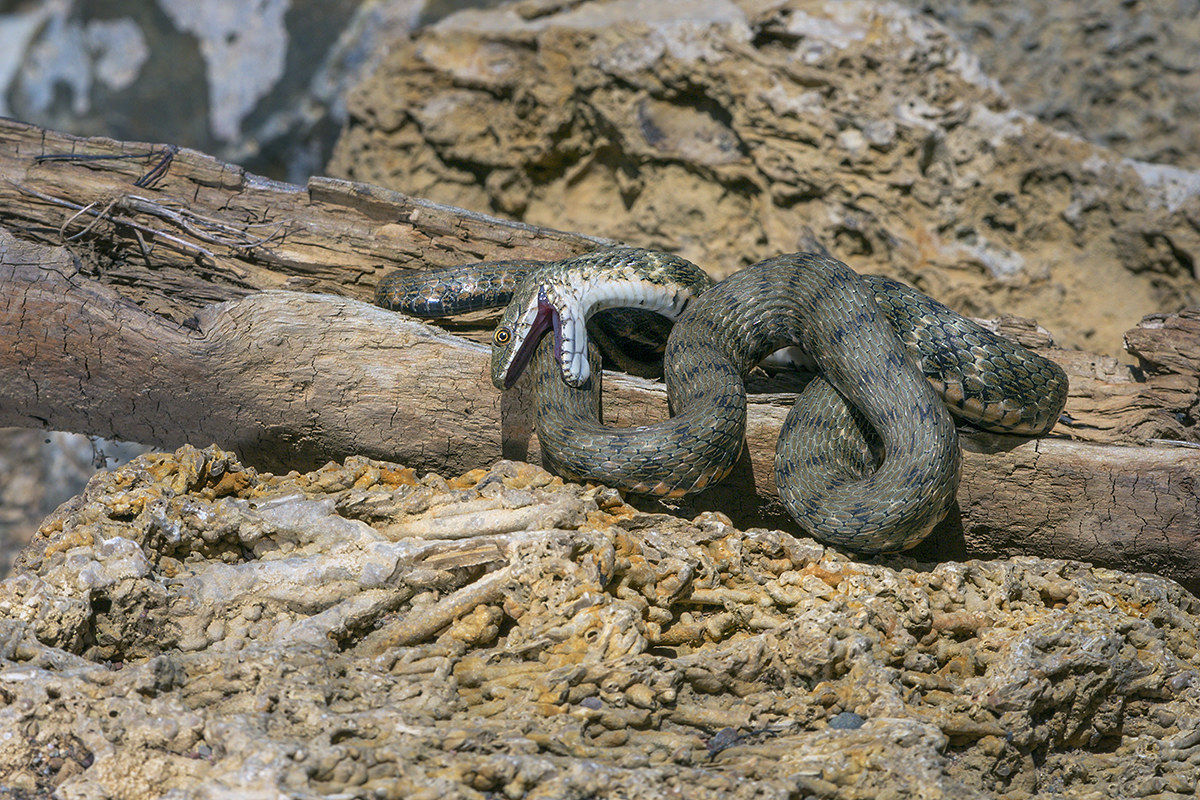 Natrice Tessellata - Tanatosi (simulazione di morte)