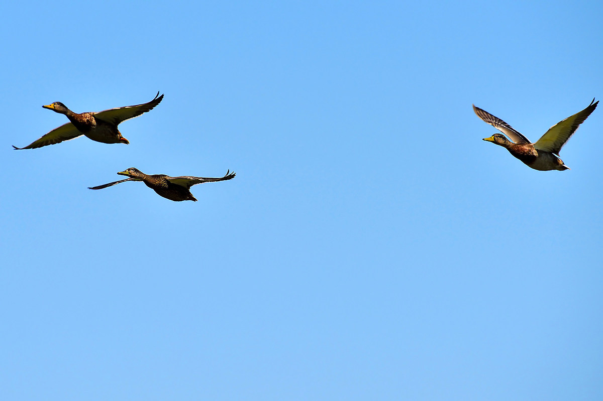 Mallards in flight