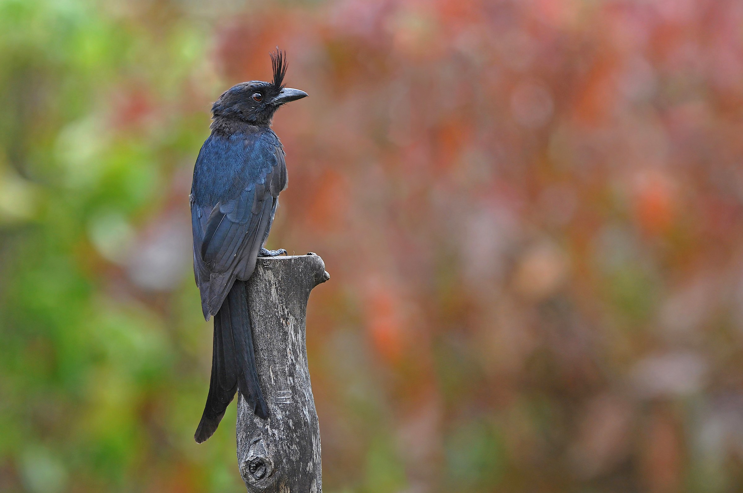 Drongo crestato del Madagascar