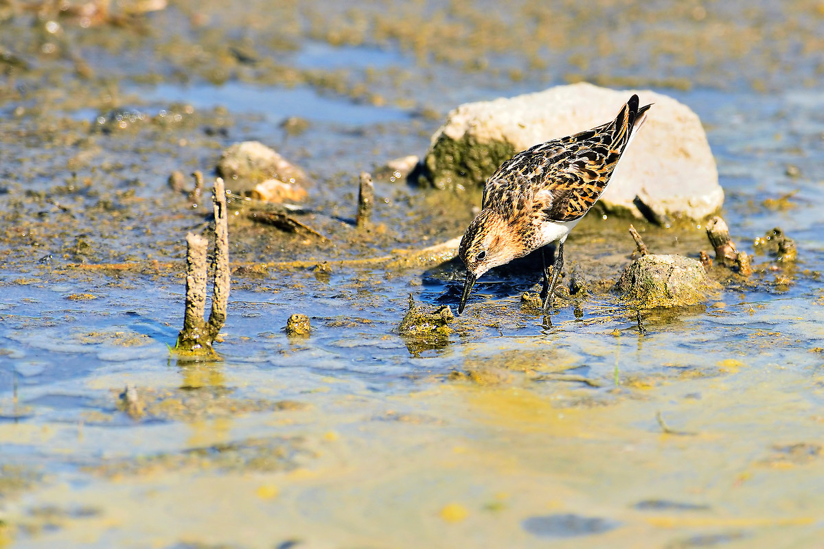 Little Stint
