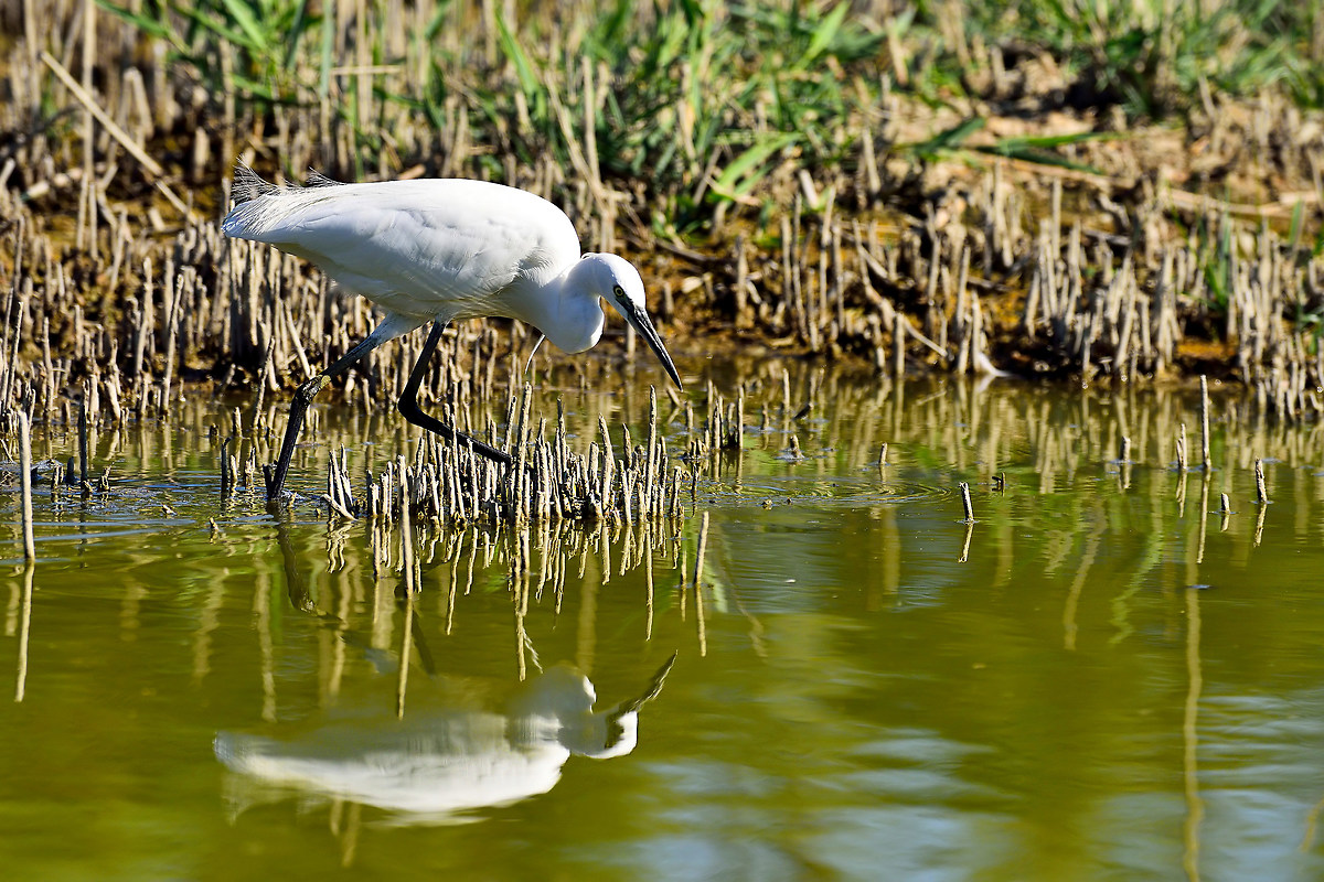 Little Egret hunting