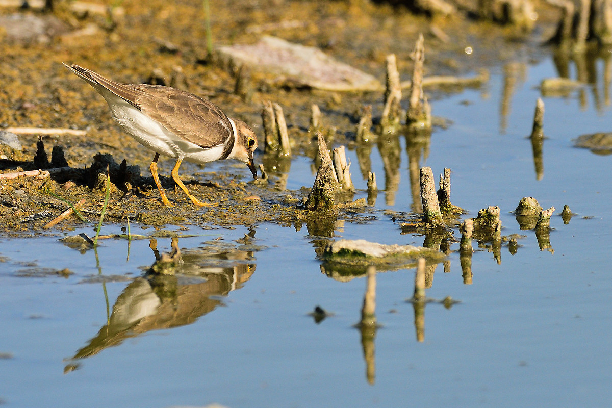 Little Ringed Plover