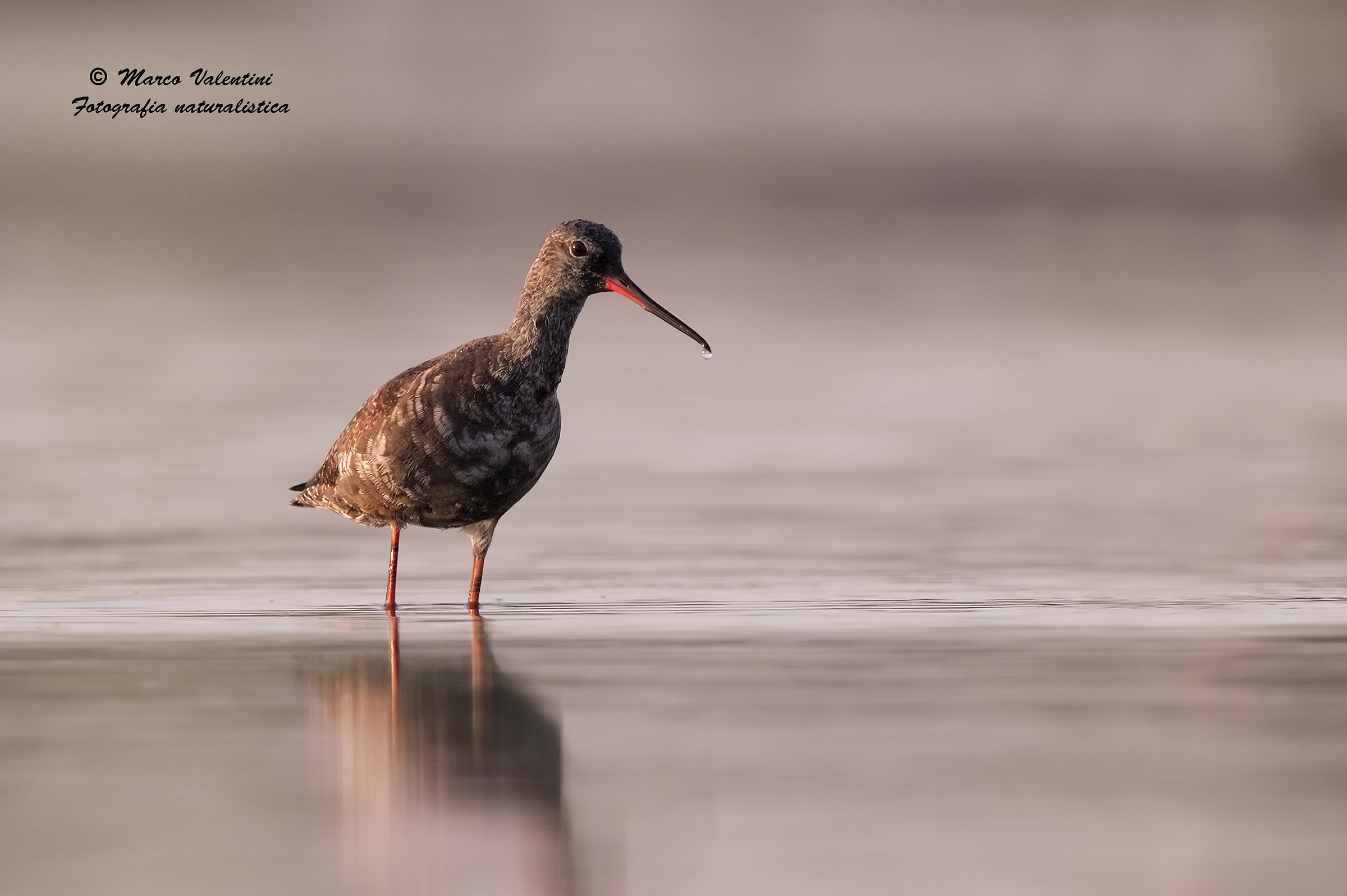 Spotted Redshank