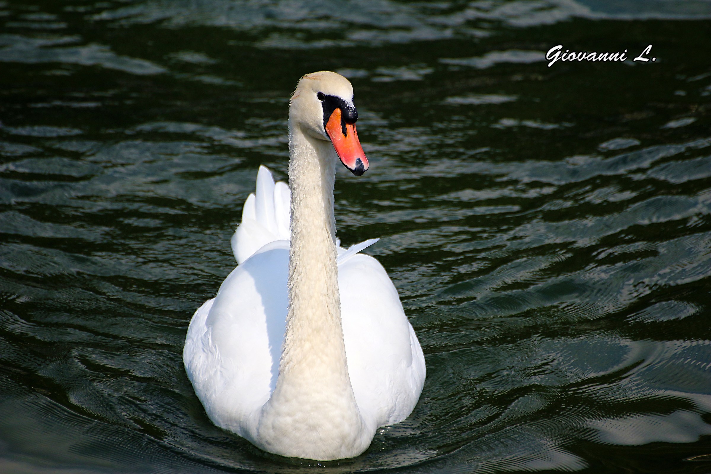 Swan