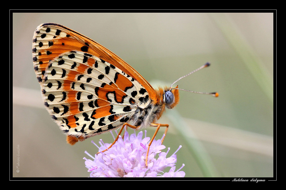 Melitaea didyma  (esemplare maschio)