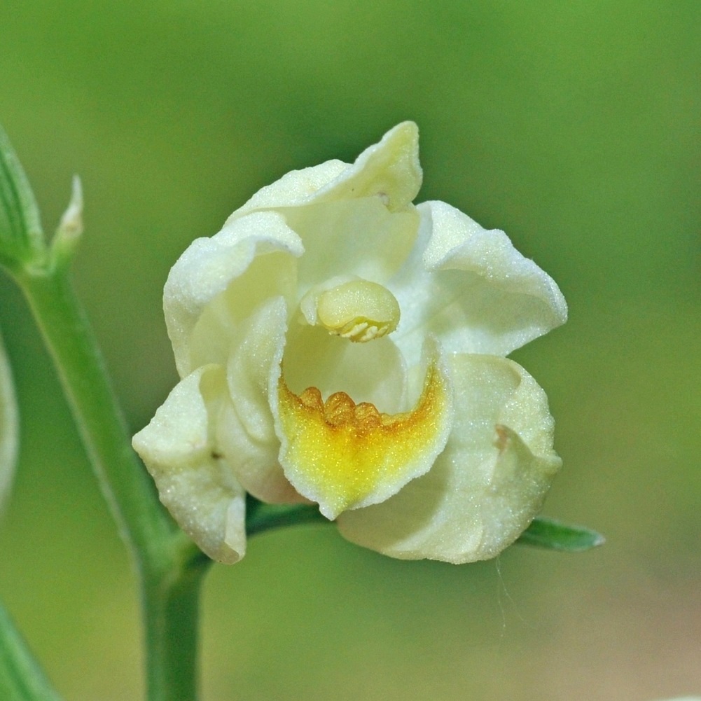 Cephalanthera damasonium