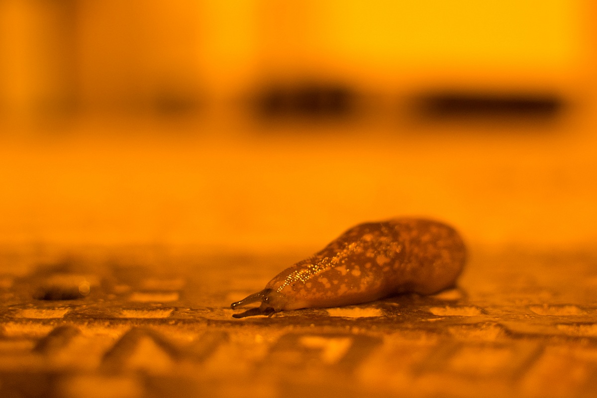 Snail without a shell