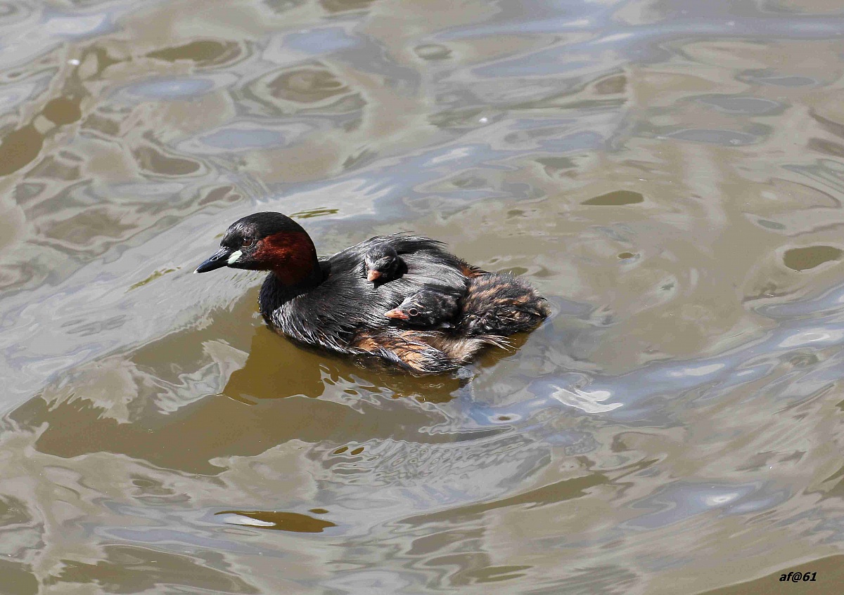 little grebe with offspring