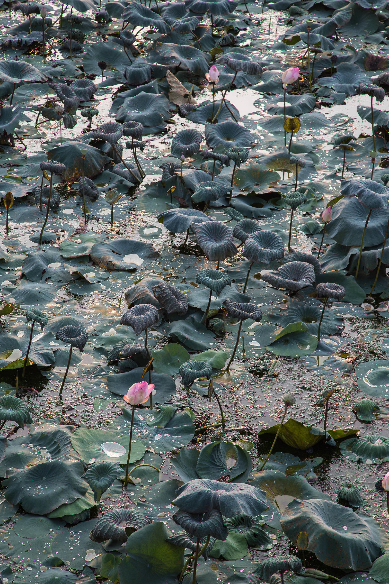 Lotus flowers