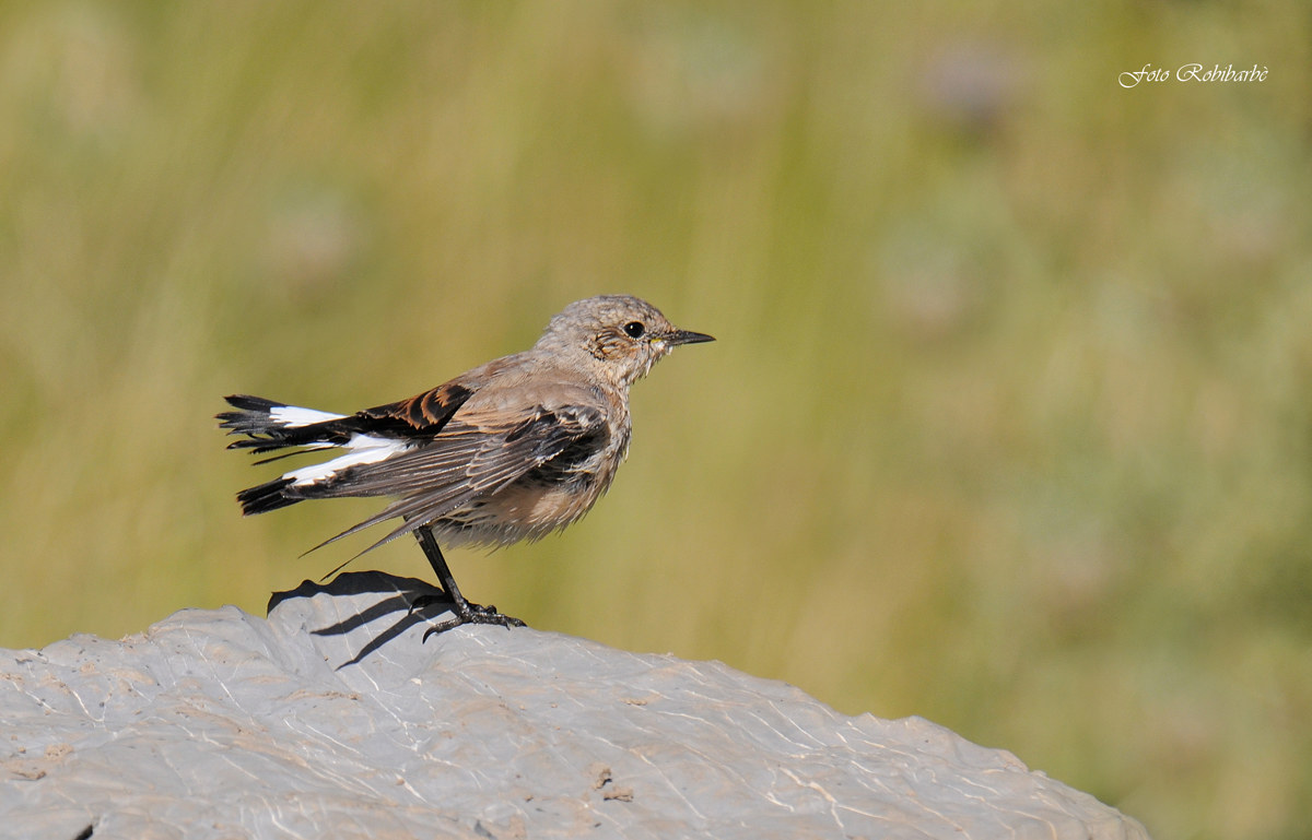 Scrollatina dopo il bagno....