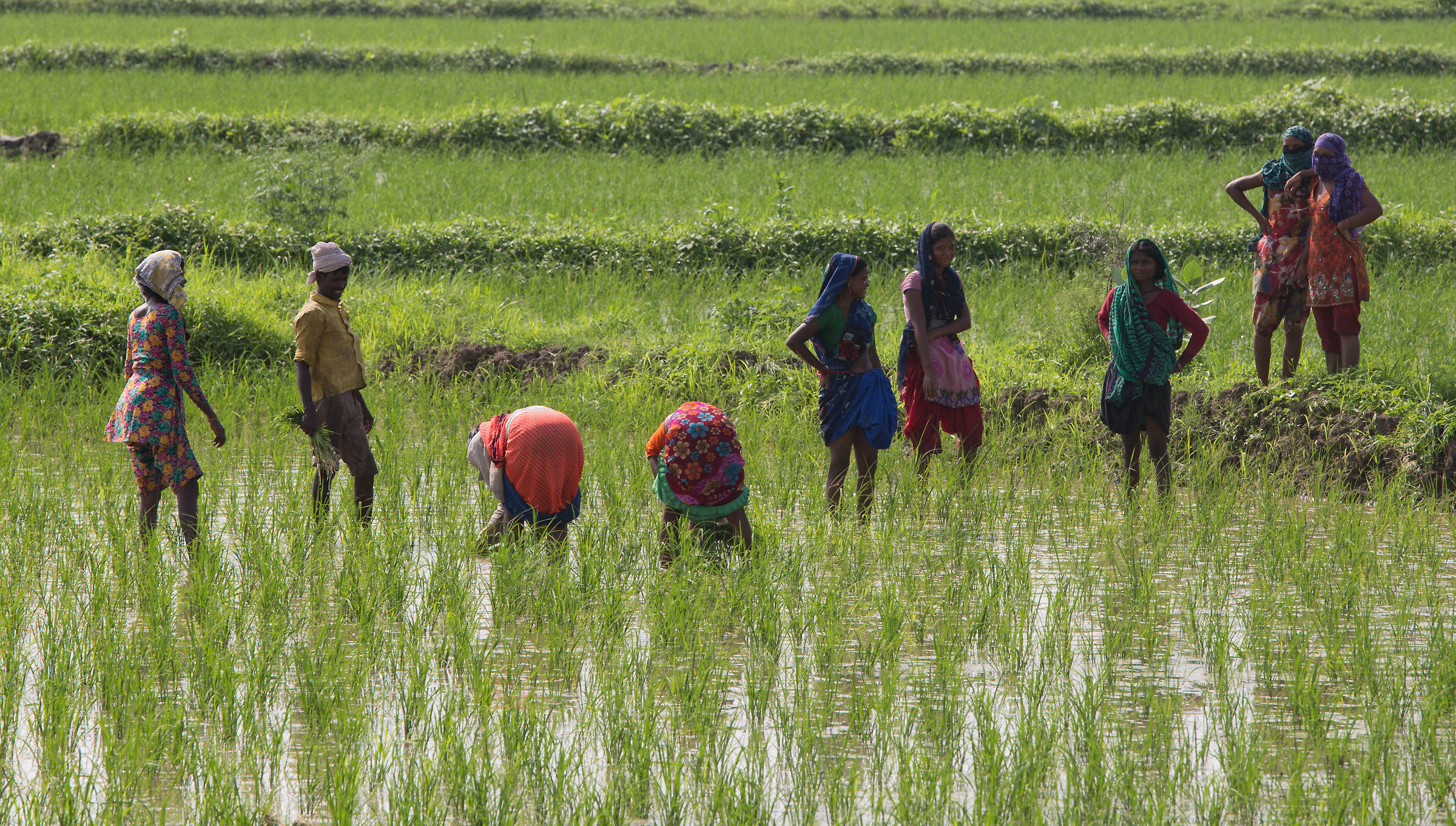 Agriculture in technicolor