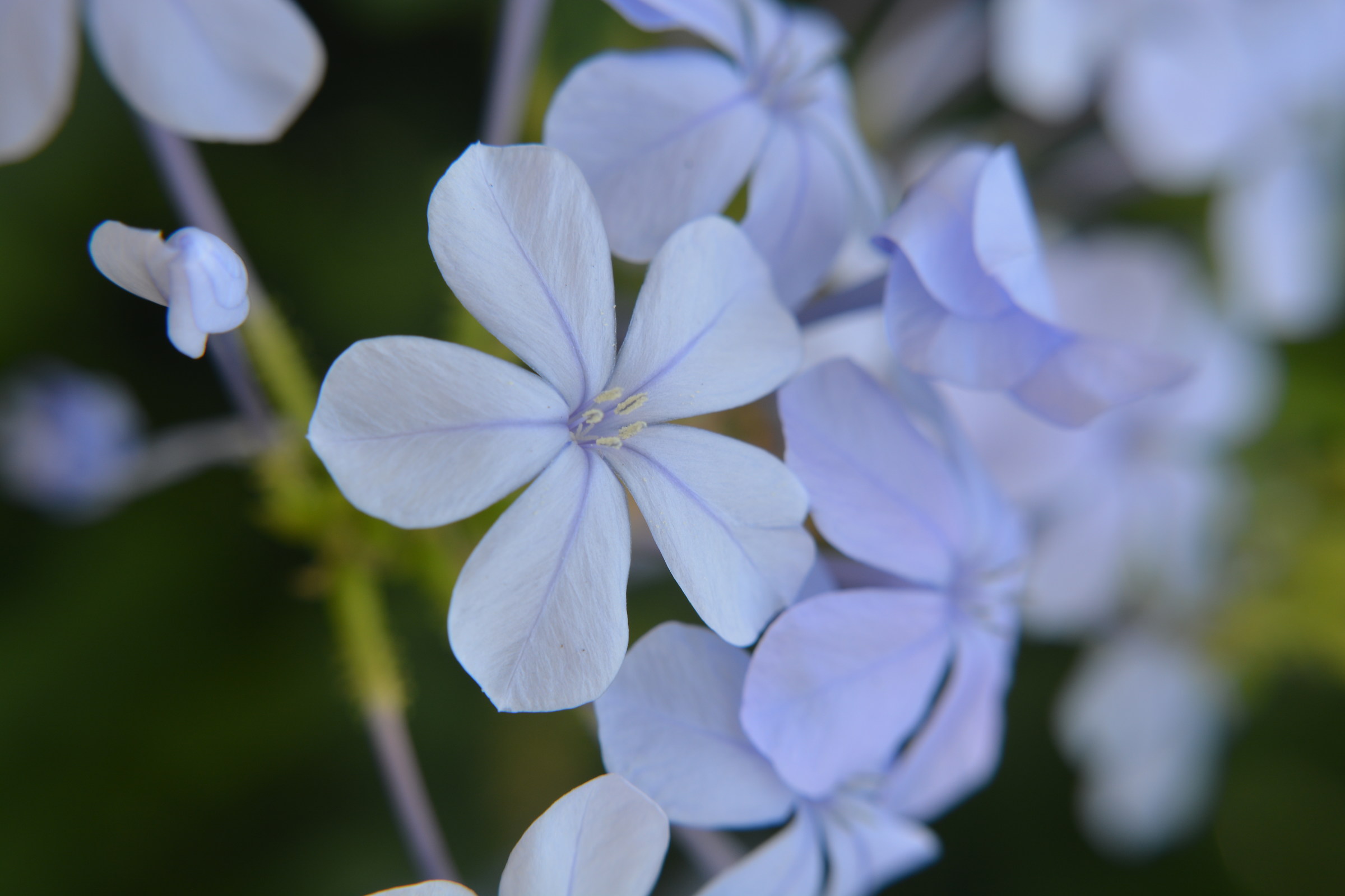 lilac flowers