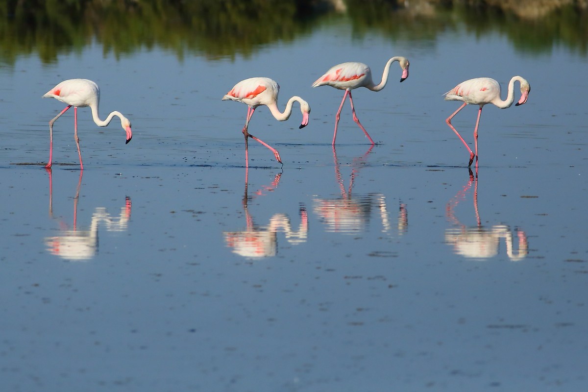 Flamingos, salt mines