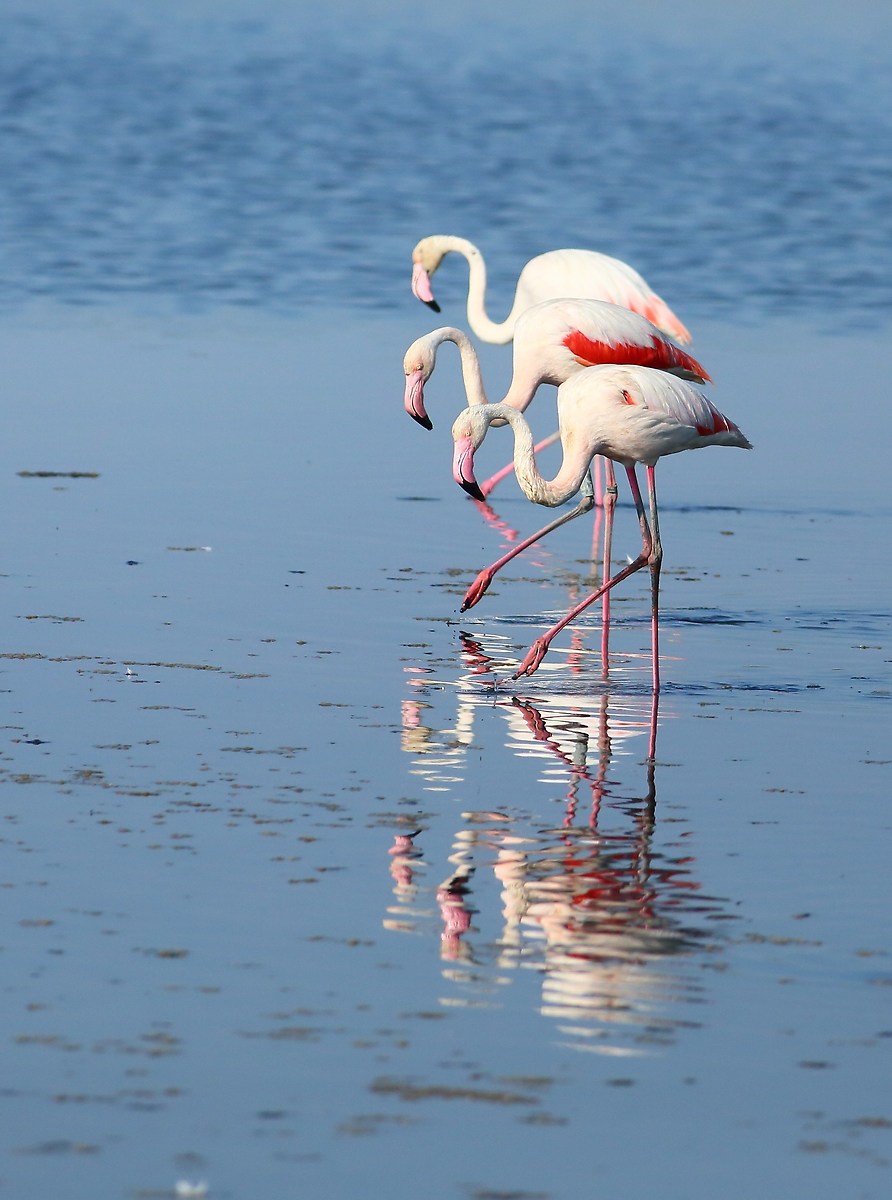 Flamingos, salt mines