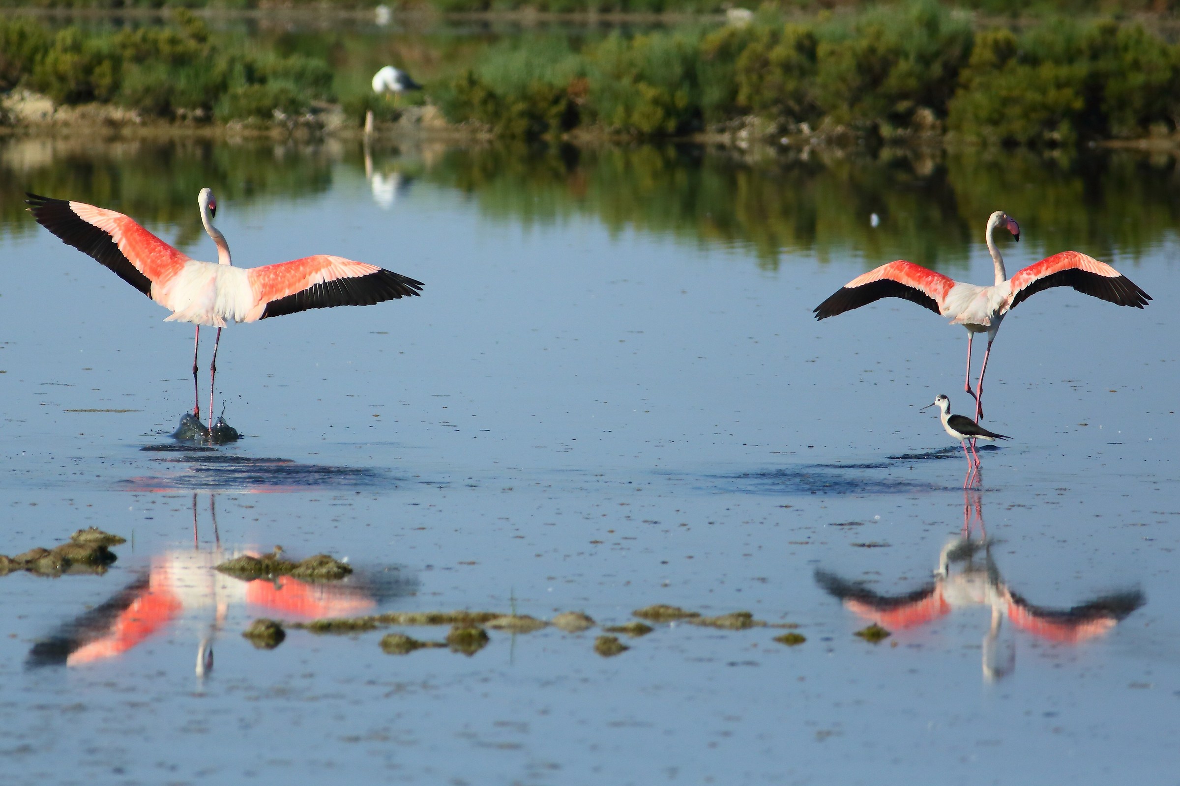 Flamingos, salt mines