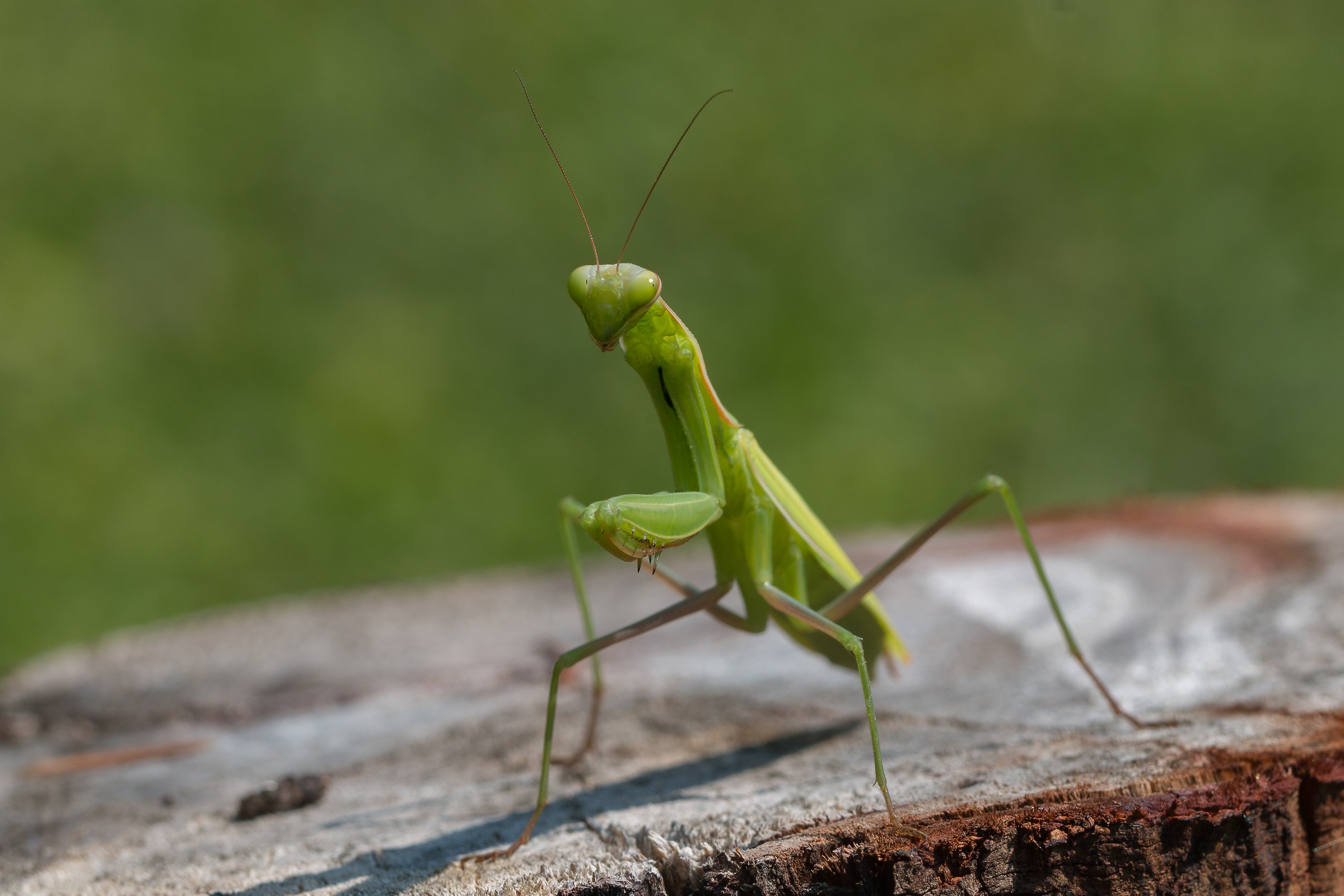 Praying mantis