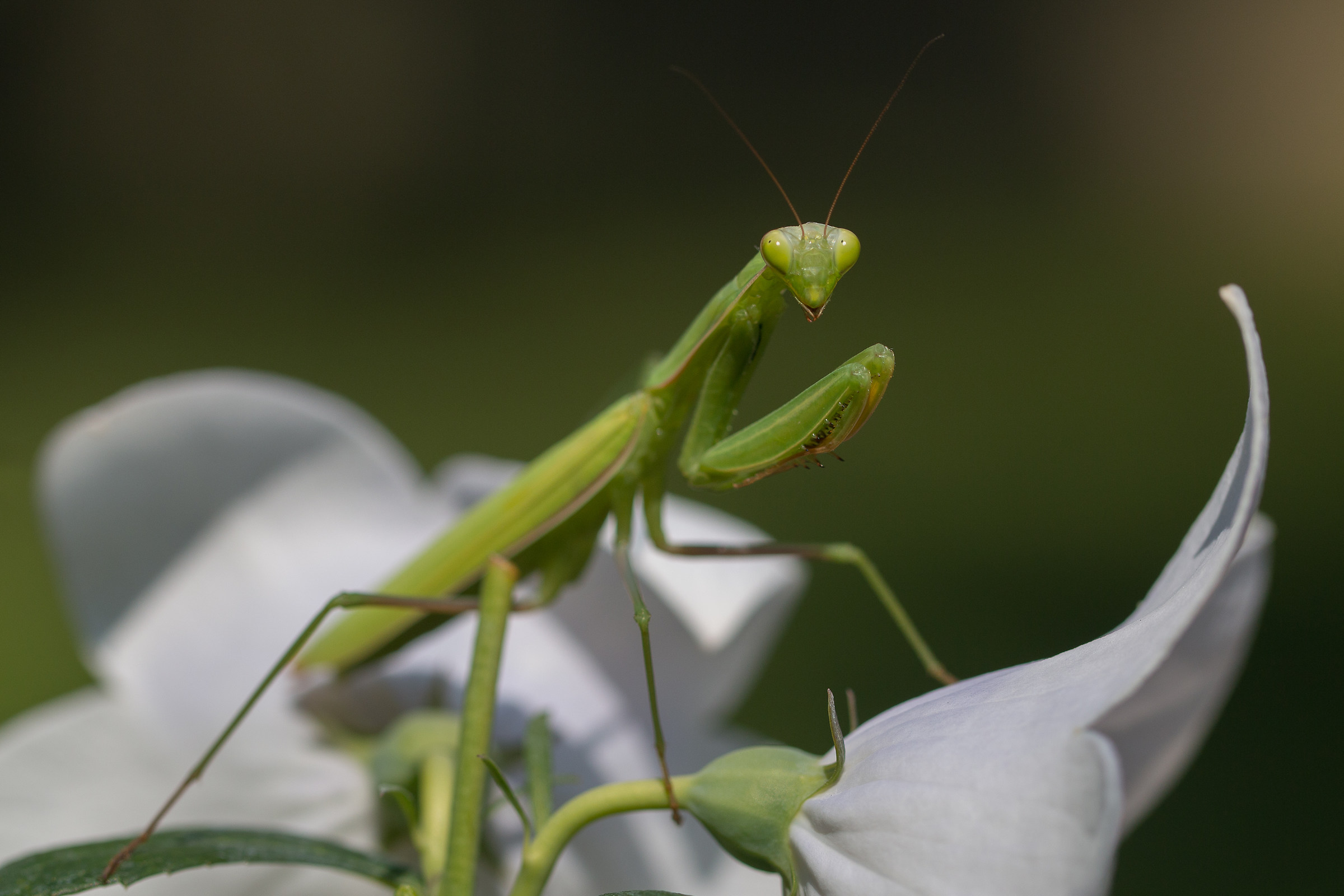 Praying mantis
