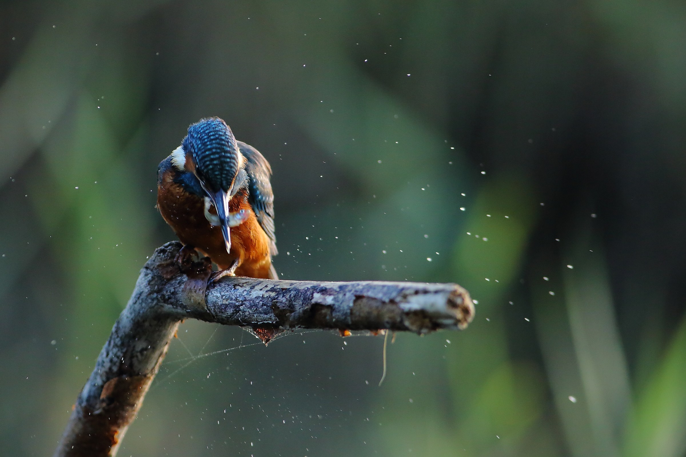 Kingfisher