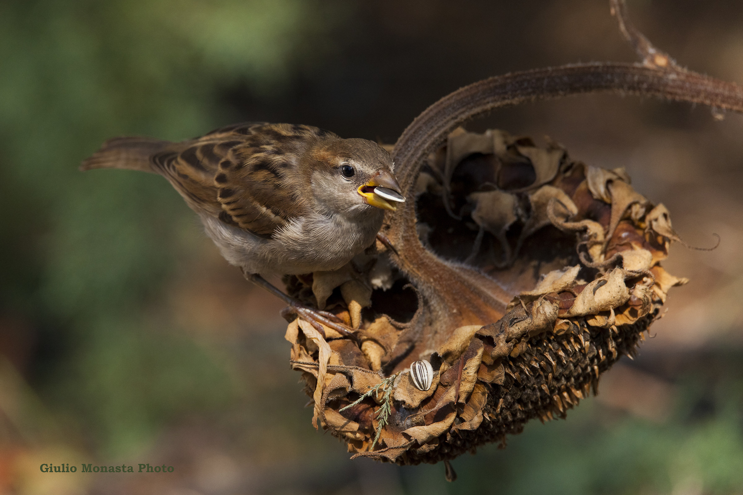 A sparrow in a pitch for a camping