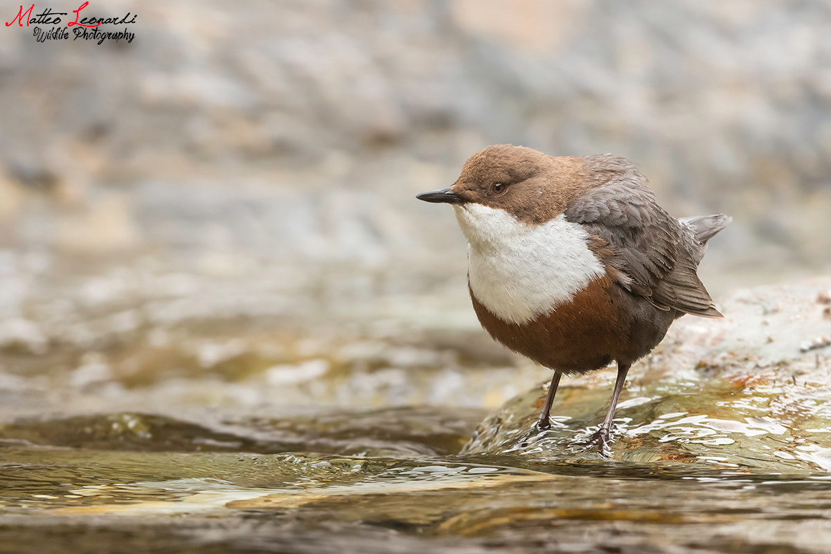 Merlo Acquaiolo - Alpi Apuane