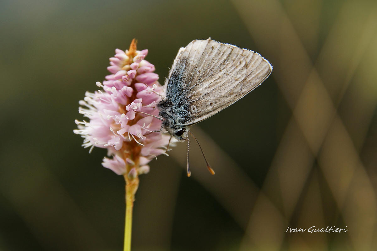 Polyommatus coridon su Polygonum bistorta