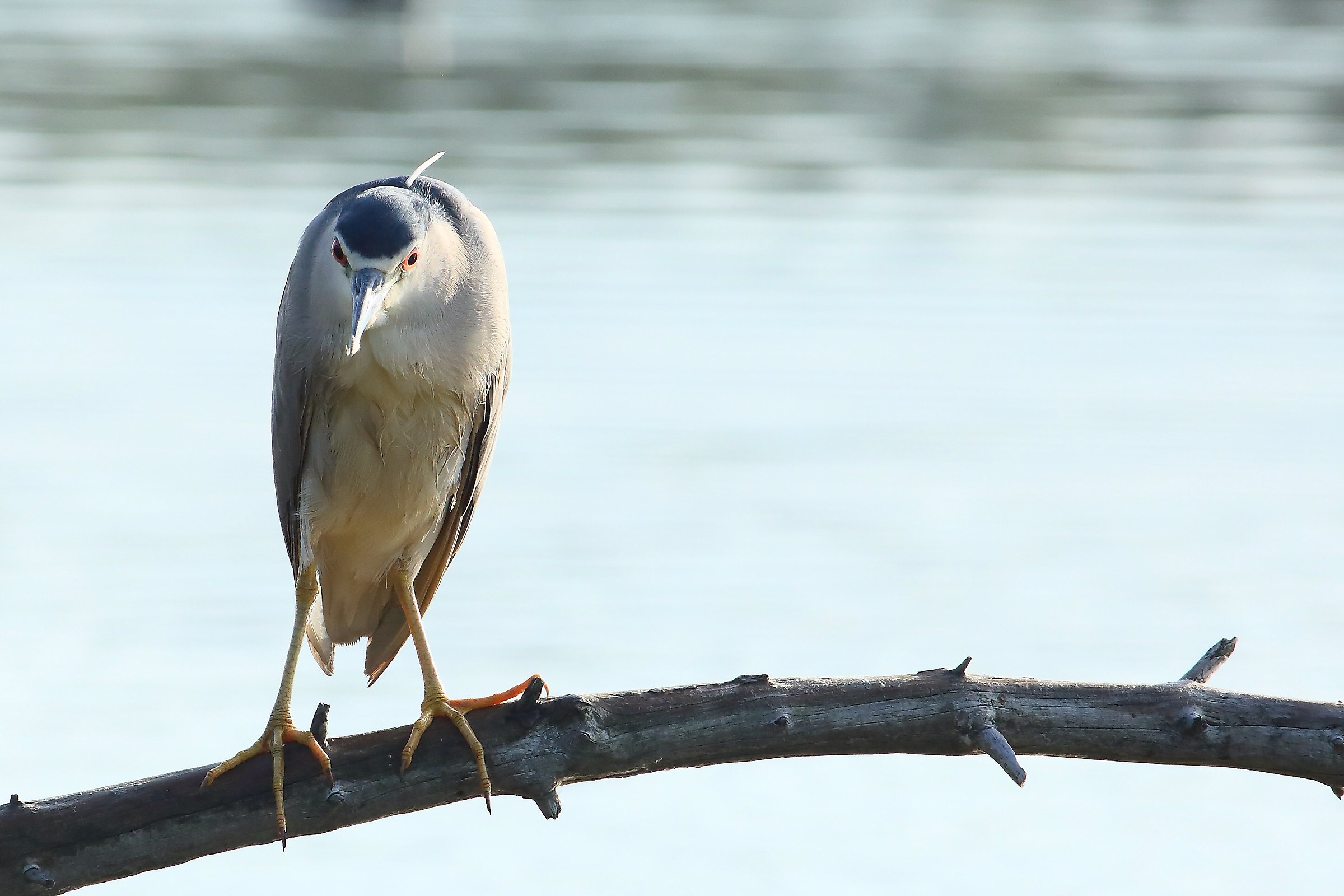 Night Heron