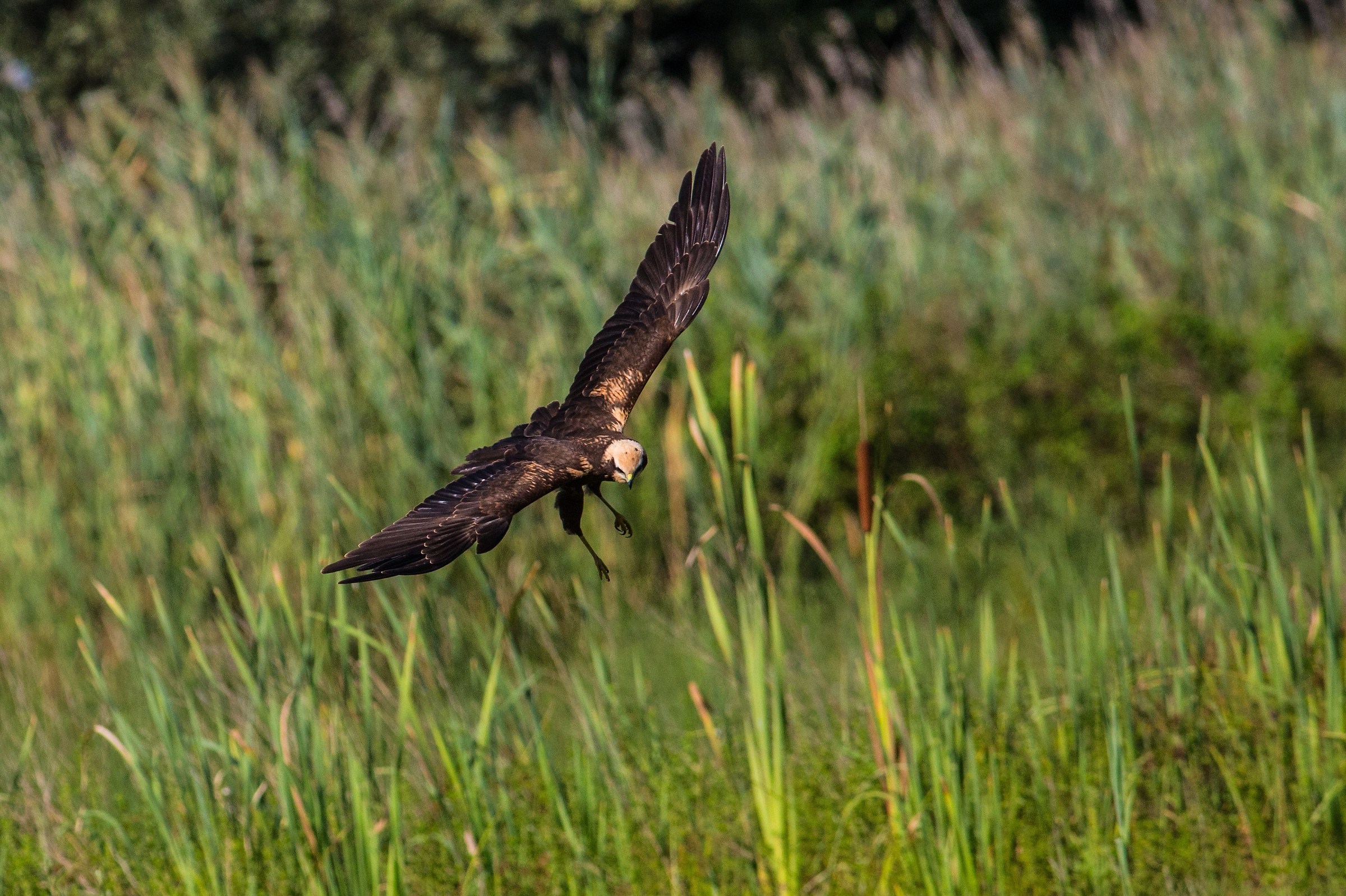Marsh harrier