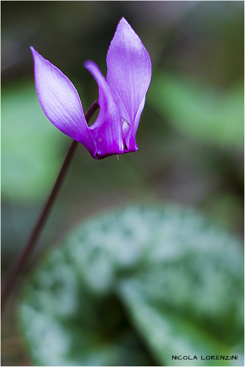 Cyclamen