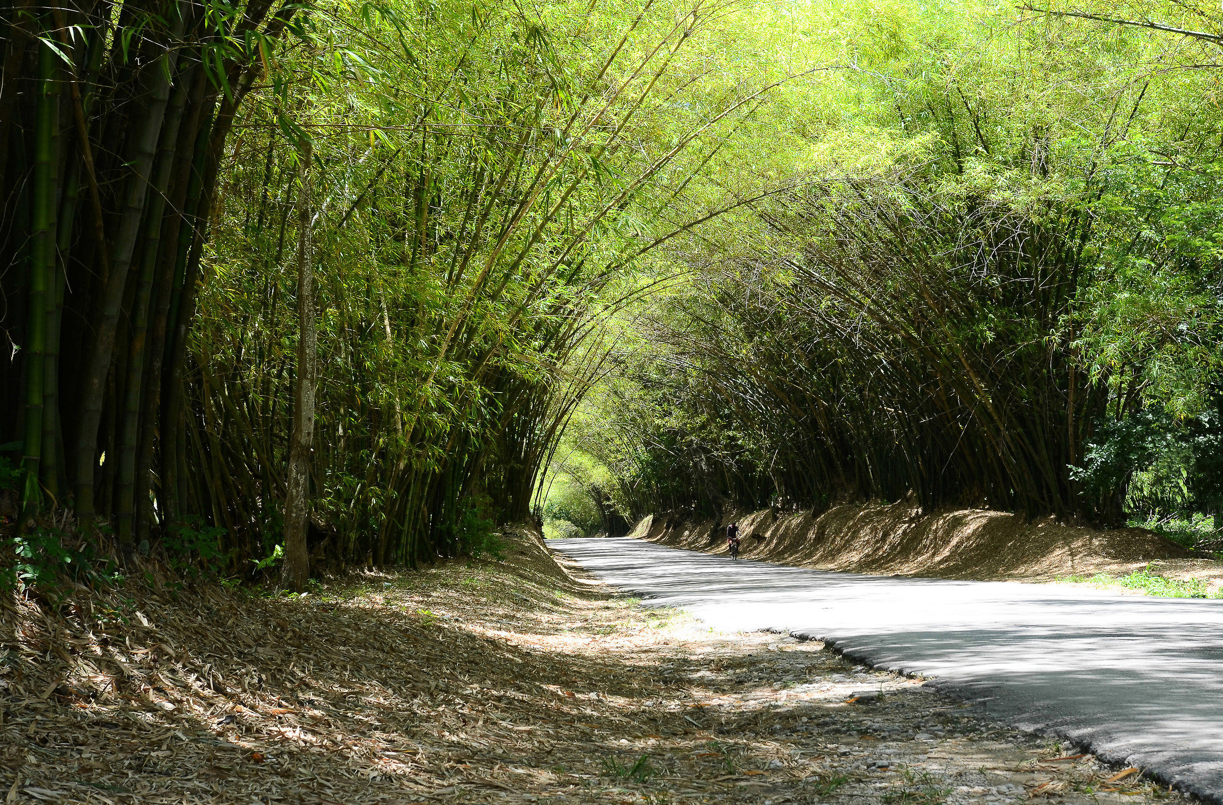 Bamboo Avenue