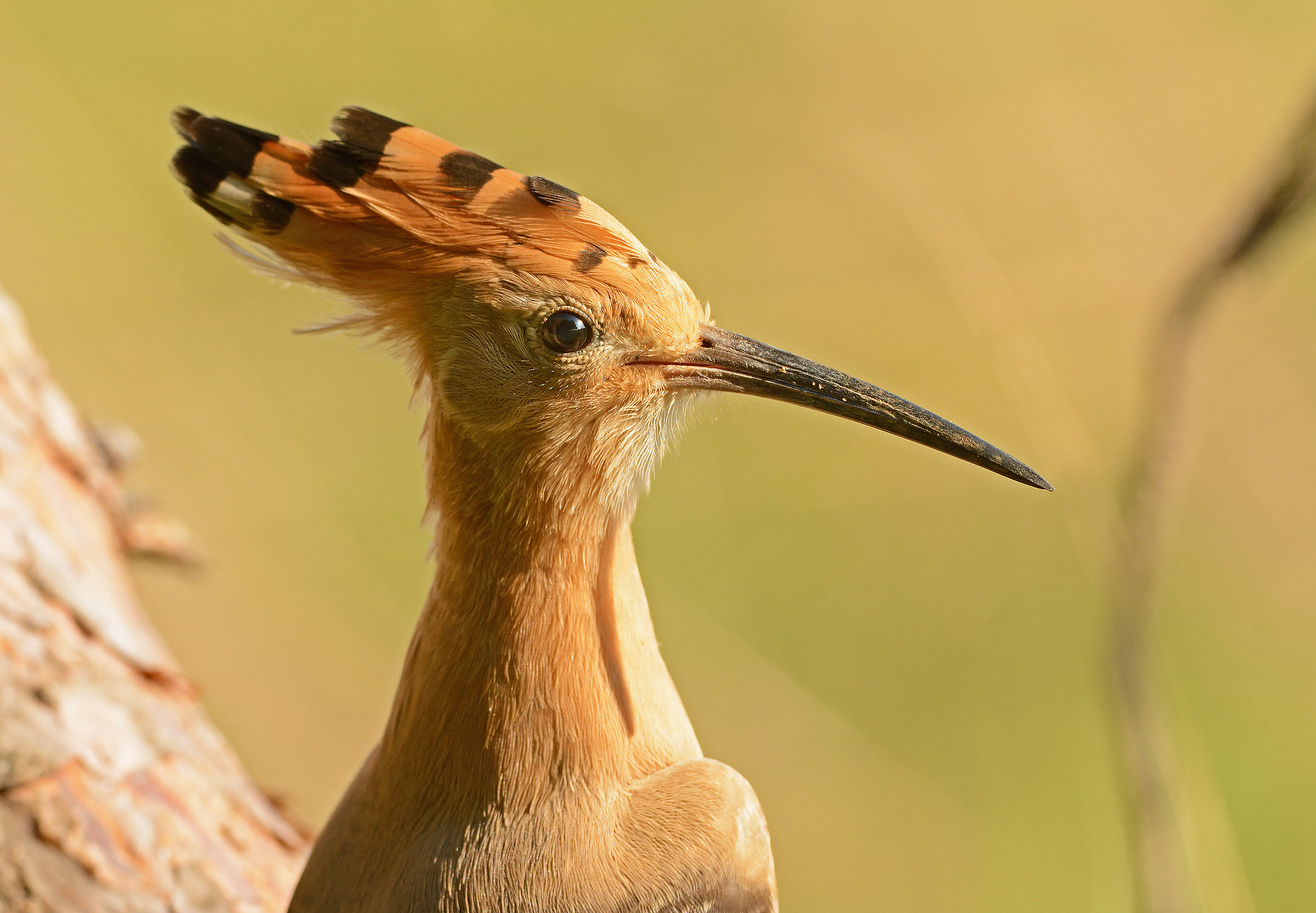 vado bene di profilo?