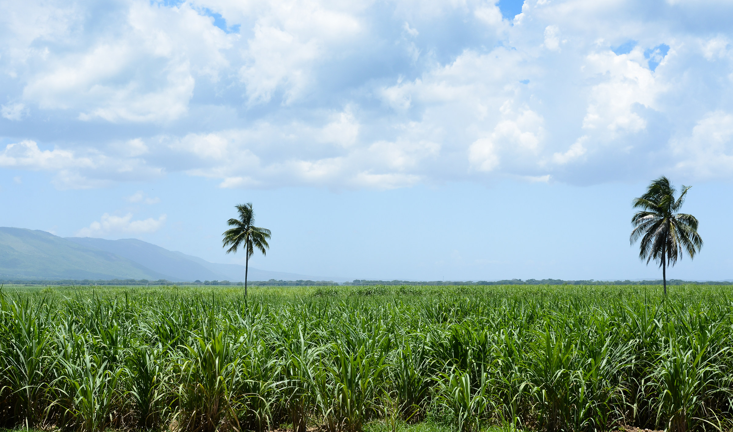 sugarcane coltivation