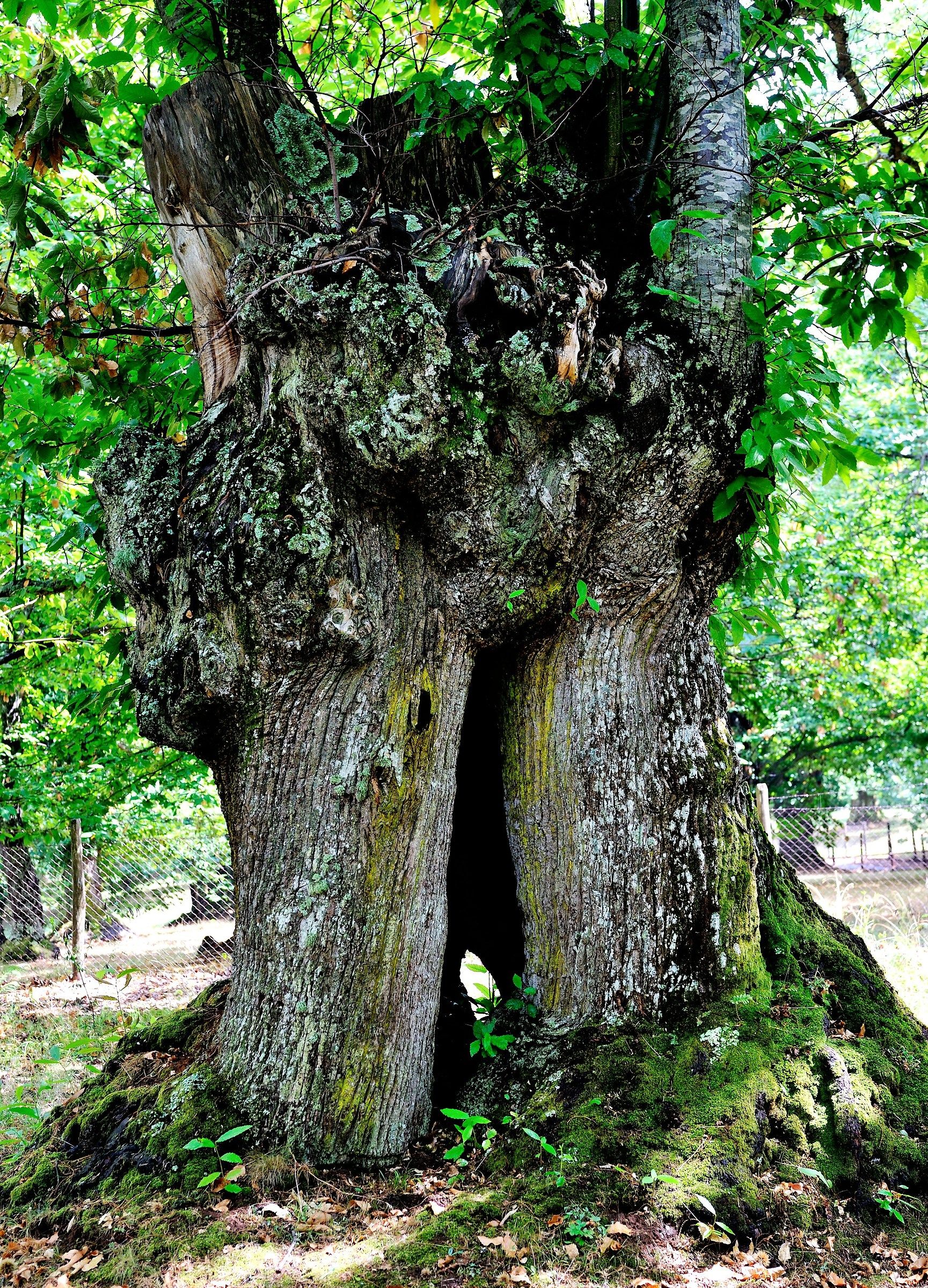Vecchio Castagno dei Monti Cimini (Vt)
