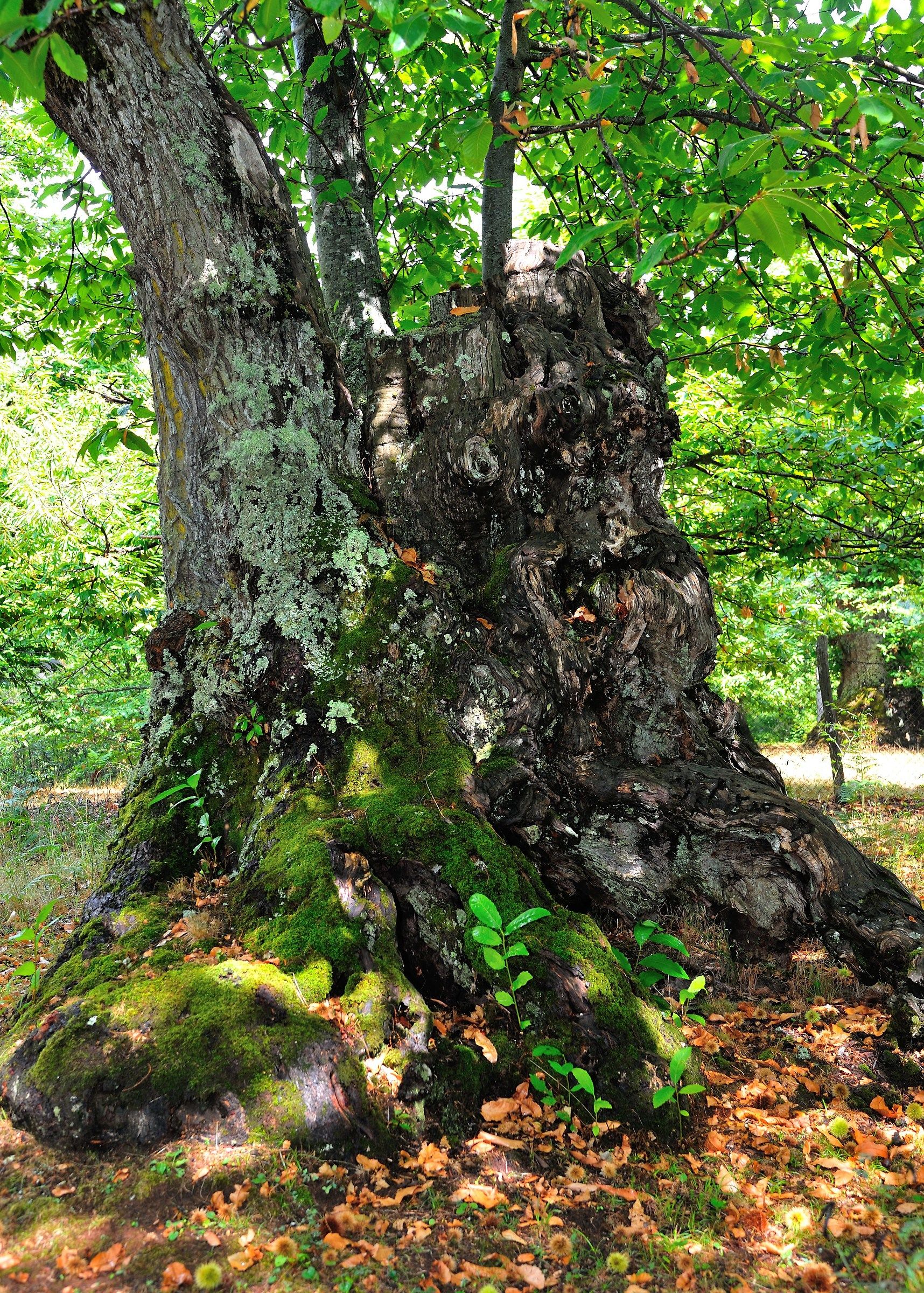 Vecchio Castagno dei Monti Cimini (Vt)