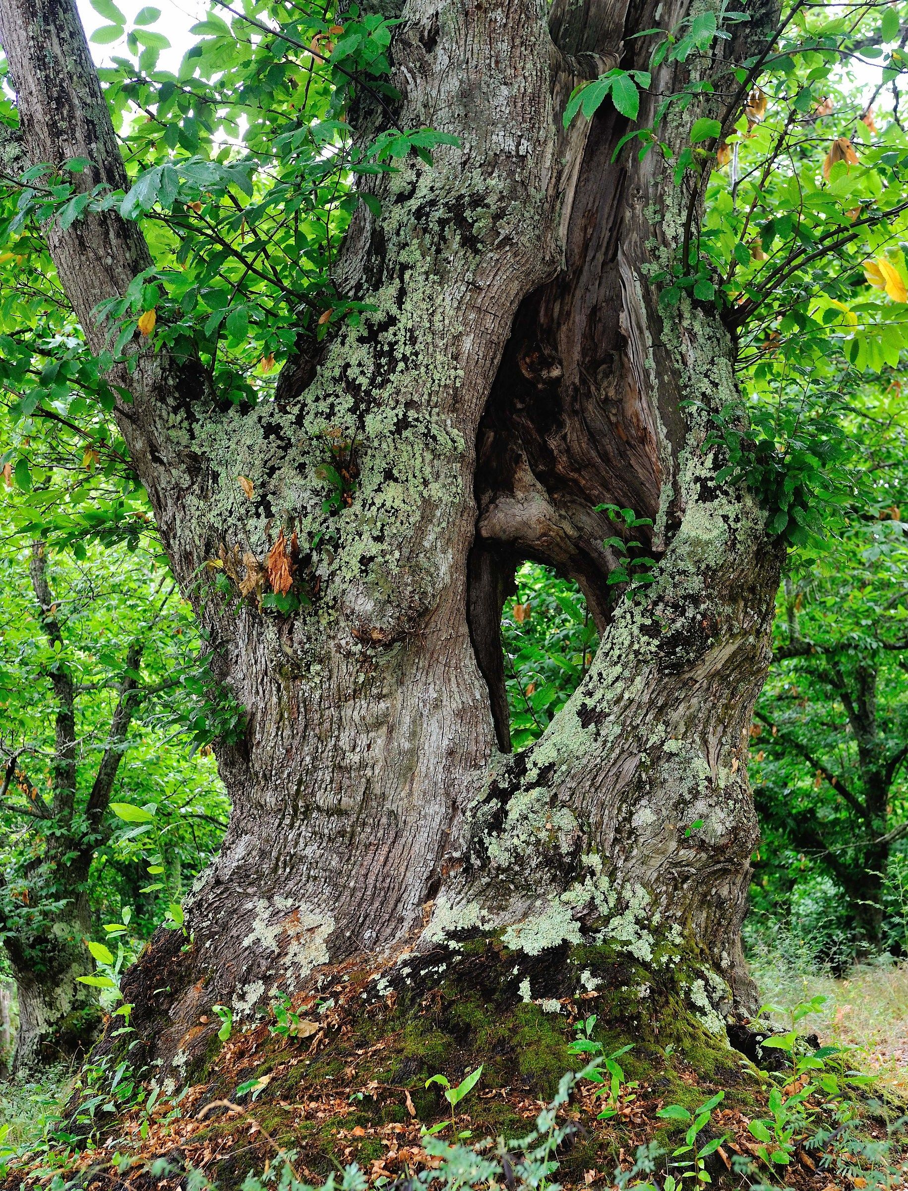 Vecchio Castagno dei Monti Cimini (Vt)