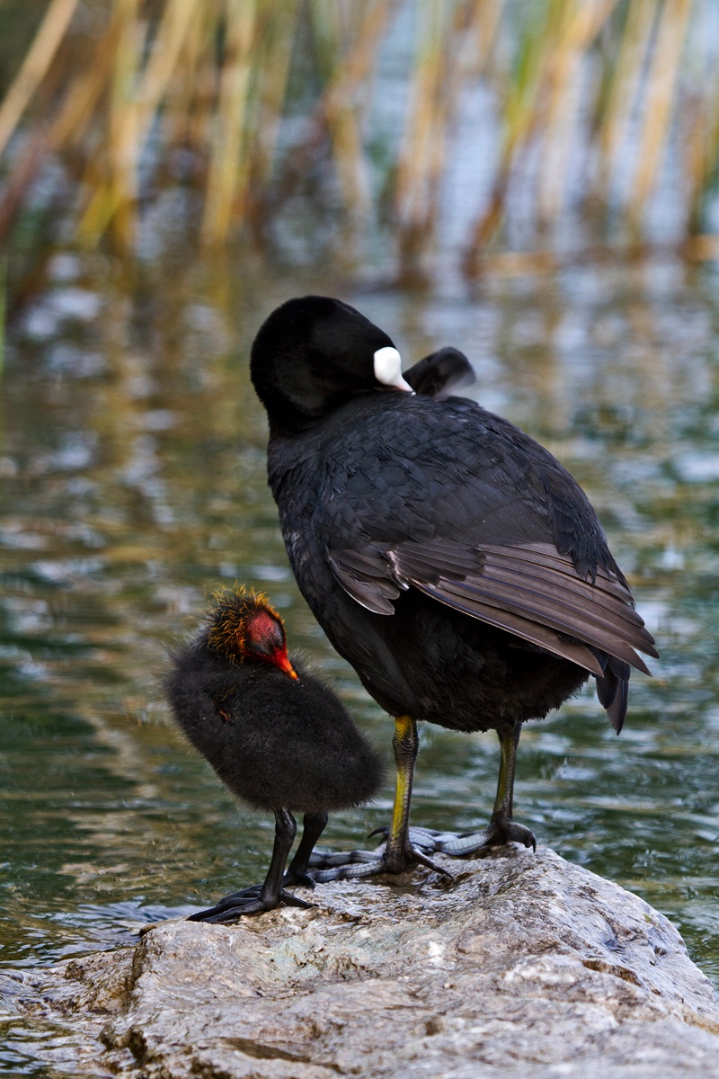Coot with small