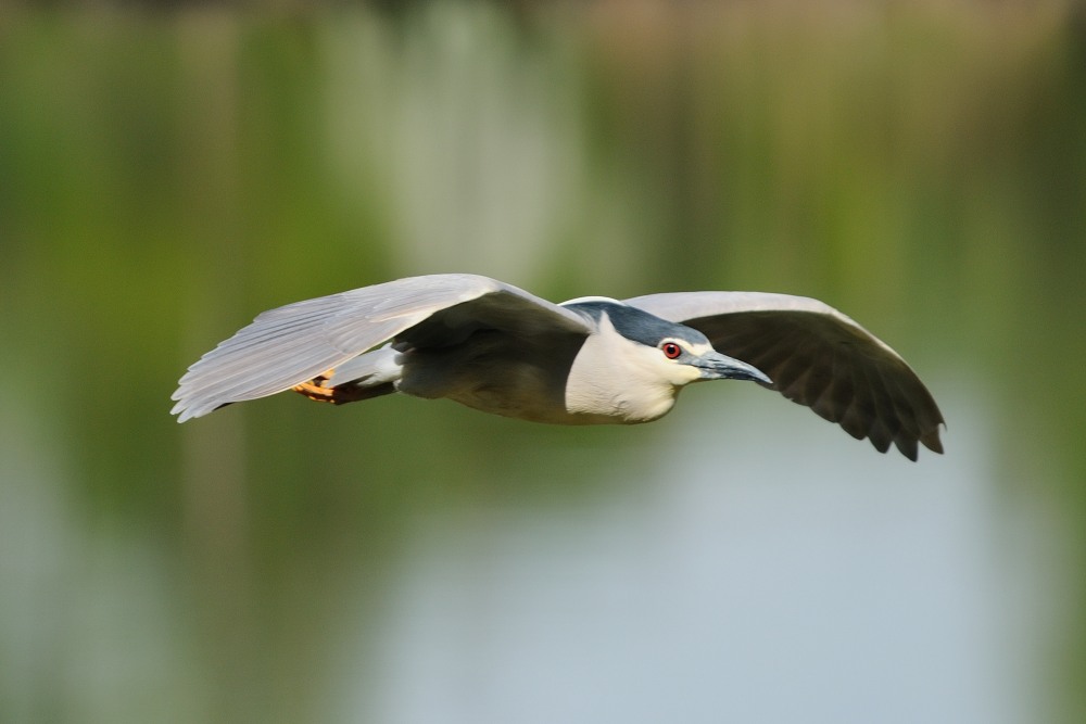 Vediamo cosa offre la casa