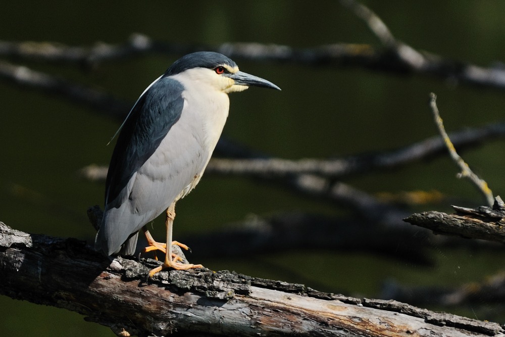 Dopo mangiato mi riposo