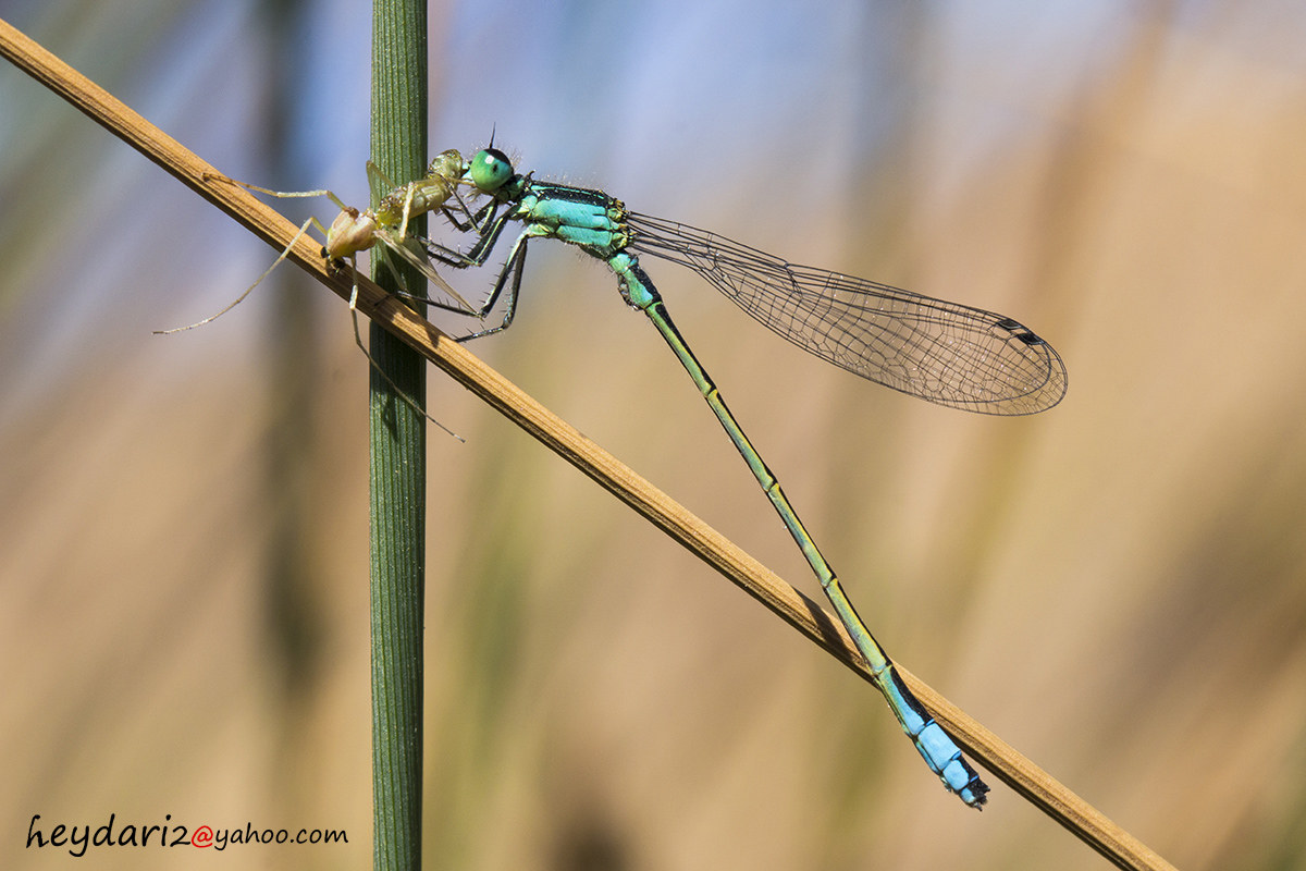 Dragonfly3