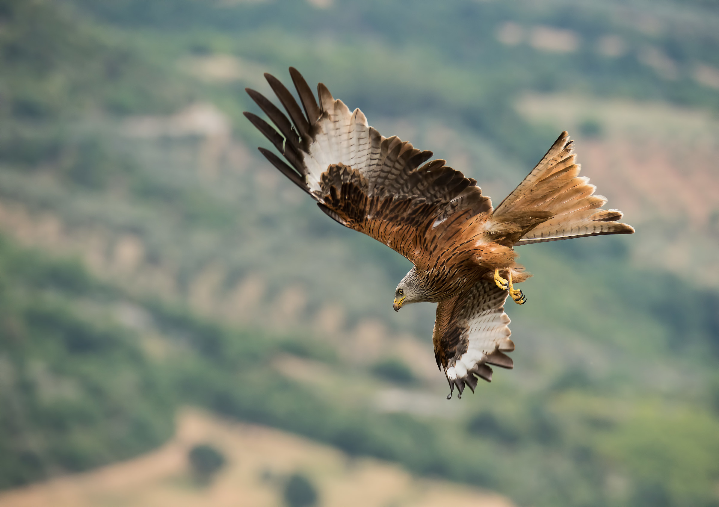 Nbbio reale all'attacco