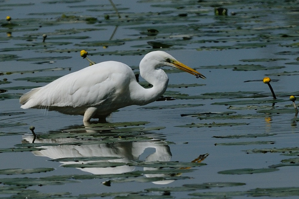 Prima lo digerisco poi ci penso